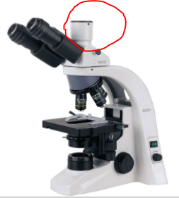 מצלמות למיקרוסקופים